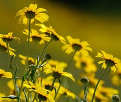 Yellow Medicine Flowers
